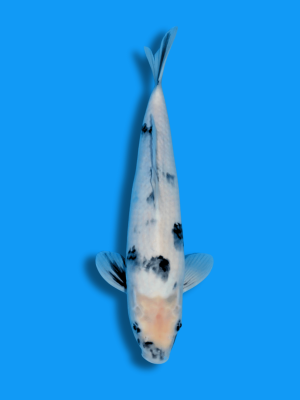 Shiro Utsuri | Koi&Co.